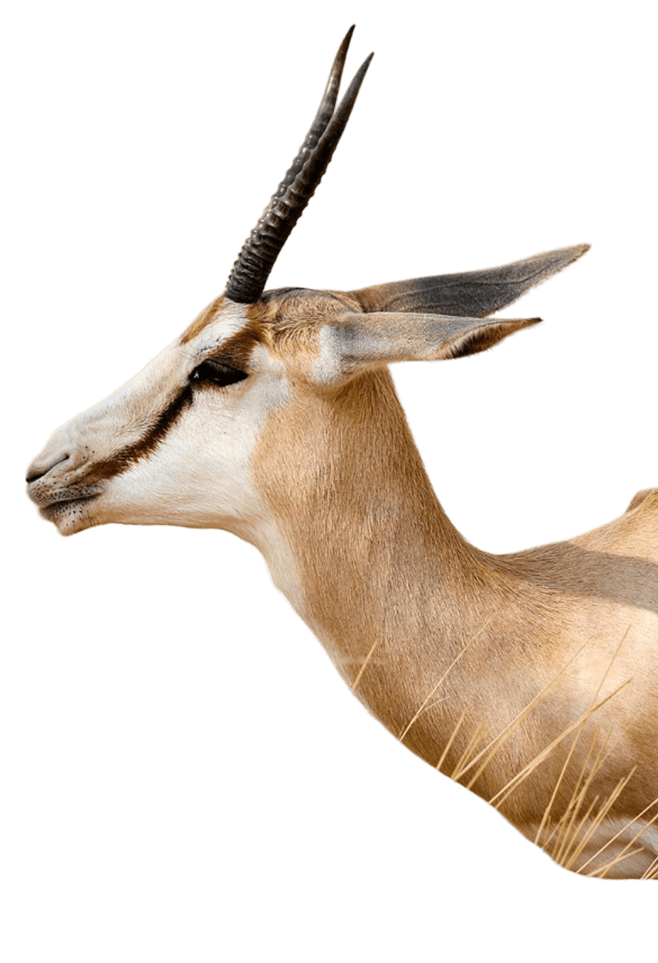 Profielaanzicht van de kop van een gazelle met gebogen hoorns en lichtbruine vacht tegen een zwarte achtergrond.